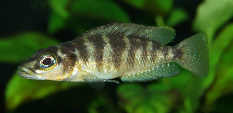 Neolamprologus fasciatus